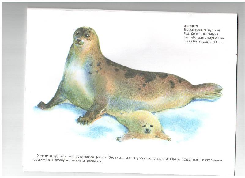 Иллюстрация 4 из 5 для Дидактический материал "Мир вокруг нас". "Животные Арктики и Антарктики" - Т. Куликовская | Лабиринт - книги. Источник: gabi
