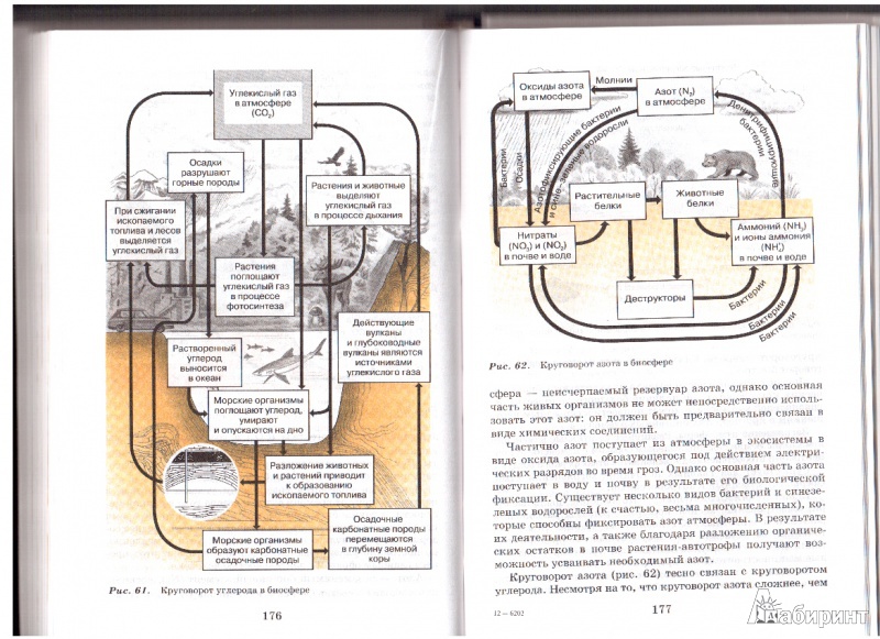Иллюстрация 3 из 43 для Экология. 10 (11) класс. Учебник - Криксунов, Пасечник | Лабиринт - книги. Источник: lrv200