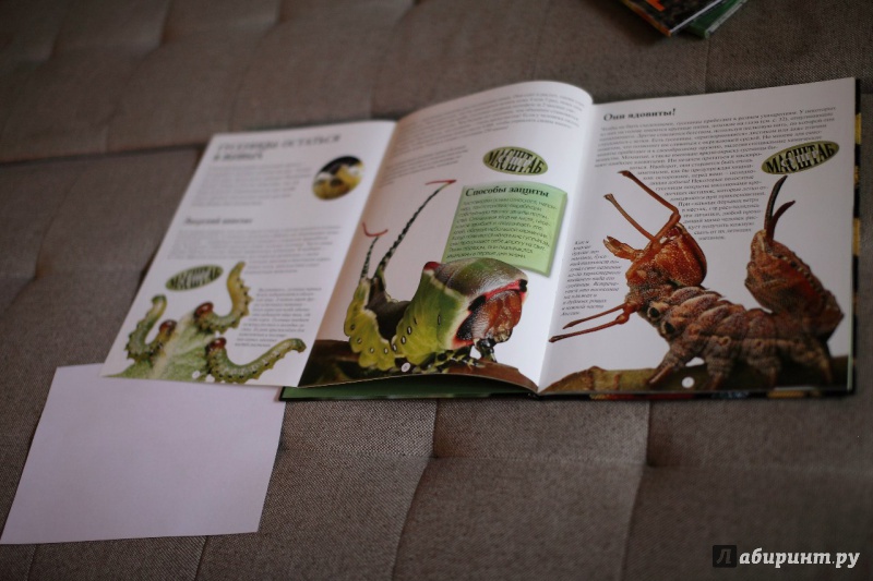 Иллюстрация 9 из 44 для Насекомые: жуки, пауки, бабочки и другие - Эндрю Дэвис | Лабиринт - книги. Источник: Сорокина  Оленька Игоревна