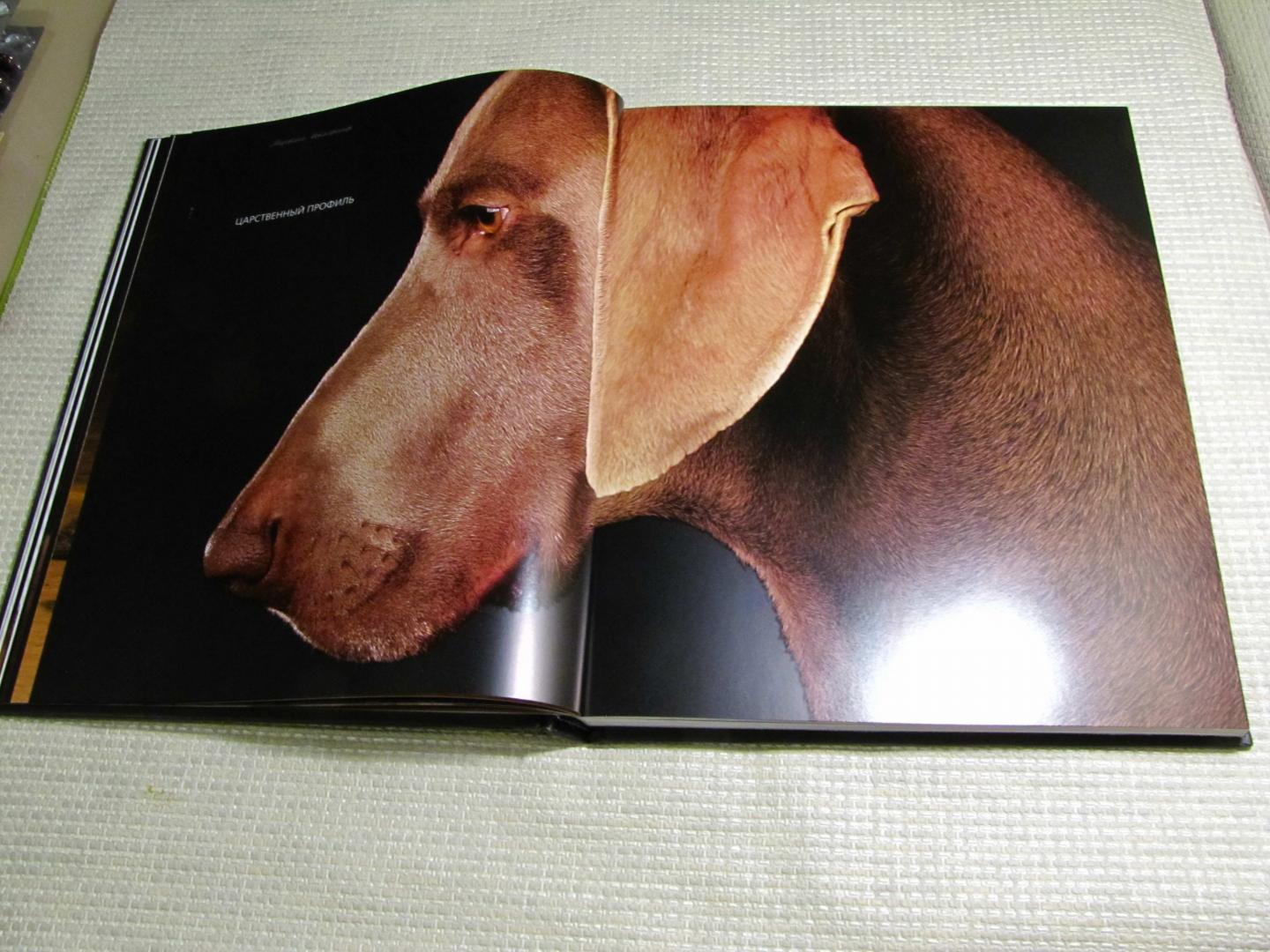 Иллюстрация 24 из 37 для Жизнь собак - Громис ди Трана Катерина | Лабиринт - книги. Источник: leo tolstoy