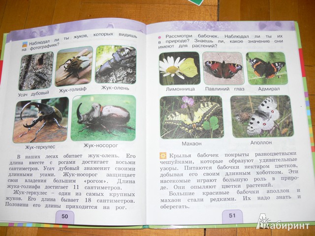 Рассказ первые бабочки 2 класс окружающий. Зеленые страницы первые бабочки. Книжка зеленые страницы 2 класс. Бабочки 2 класс окружающий мир рабочая. Окружающий мир 1 класс 2 часть бабочки.