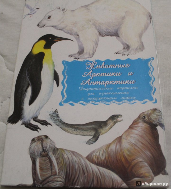 Иллюстрация 18 из 29 для Дидактические карточки. Животные Арктики и Антарктики | Лабиринт - игрушки. Источник: Лали  Сабелька