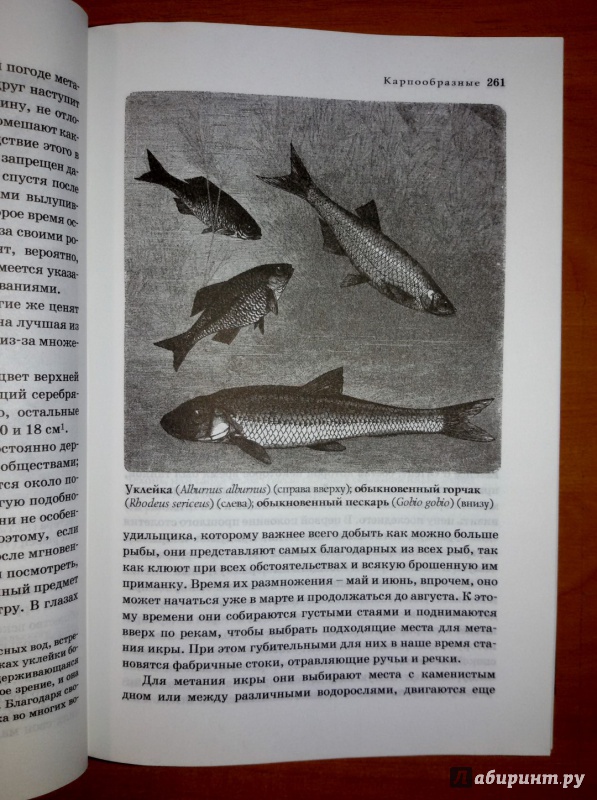 Иллюстрация 26 из 58 для Жизнь животных в одном томе - Альфред Брем | Лабиринт - книги. Источник: olegiv