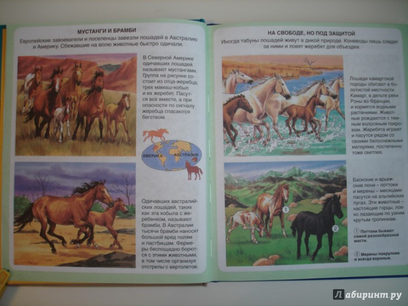 Иллюстрация 3 из 11 для Пони и лошади - Эмили Бомон | Лабиринт - книги. Источник: Сорокина  Лариса