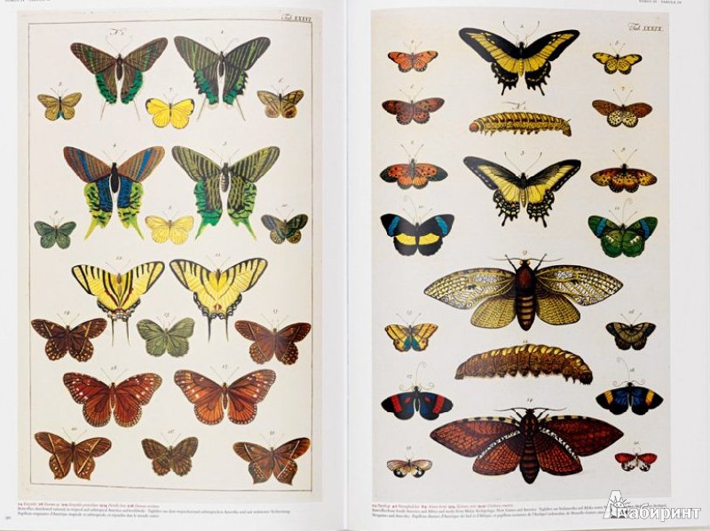Иллюстрация 11 из 16 для Cabinet of Natural Curiosities - Musch, Rust, Willmann | Лабиринт - книги. Источник: Rishka Amiss