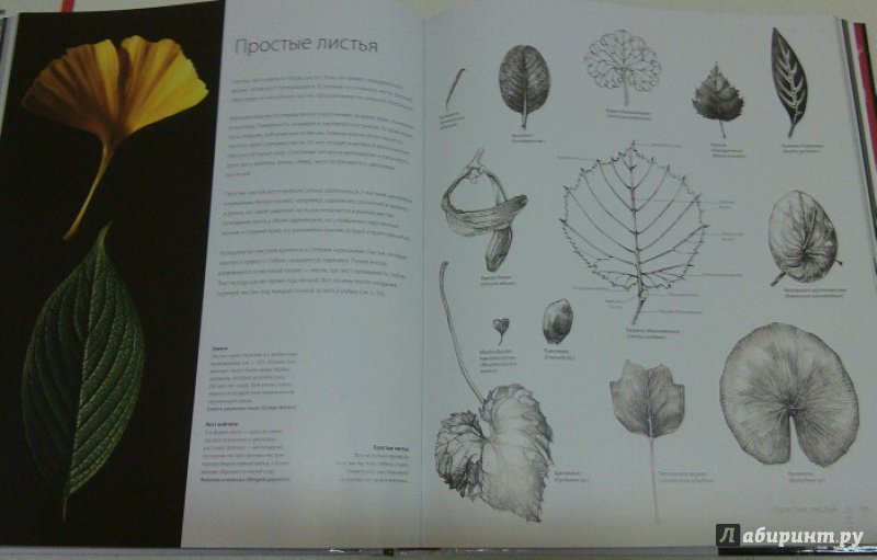 Иллюстрация 16 из 40 для Ботаника для художника. Полное руководство по рисованию растений - Сара Симблет | Лабиринт - книги. Источник: Kassavetes