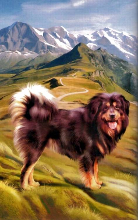 Иллюстрация 10 из 24 для Собаки - Е.И. Александрова | Лабиринт - книги. Источник: Panterra