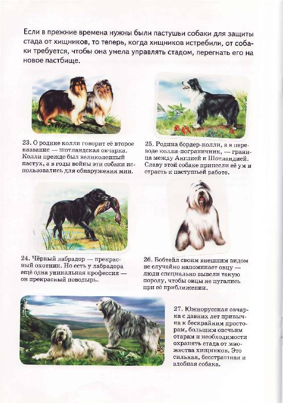 Иллюстрация 10 из 15 для Собаки - А. Бугаев | Лабиринт - книги. Источник: Р.  Светлана