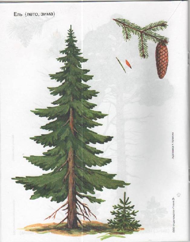 Иллюстрация 5 из 33 для Деревья в картинках. Наглядное пособие для педагогов, логопедов, воспитателей и родителей | Лабиринт - книги. Источник: SVETLANKA