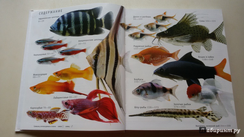 Иллюстрация 4 из 6 для Пресноводные аквариумные рыбы - Роджерс, Флетчер | Лабиринт - книги. Источник: Лабиринт