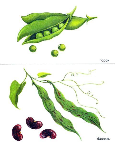 Иллюстрация 6 из 28 для Овощи в картинках. Наглядное пособие для педагогов, логопедов, воспитателей и родителей | Лабиринт - книги. Источник: Юта