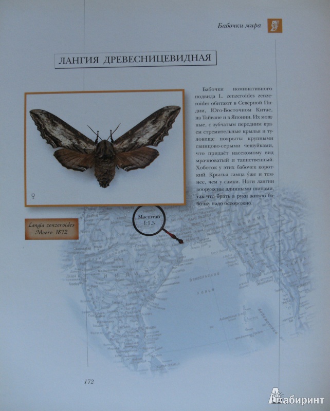Иллюстрация 22 из 34 для Бабочки мира | Лабиринт - книги. Источник: Комаров Владимир
