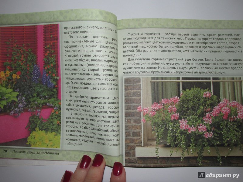 Иллюстрация 9 из 14 для Цветы для оформления балкона, лоджии, веранды | Лабиринт - книги. Источник: Novichok
