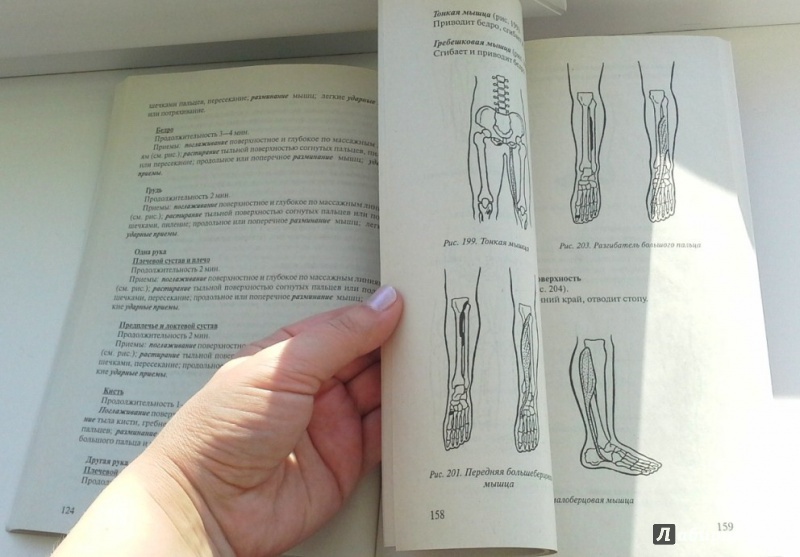Иллюстрация 27 из 29 для Классический массаж. Самоучитель + видеокурс (DVD) - Ирина Красикова | Лабиринт - книги. Источник: Svetlana  Sun