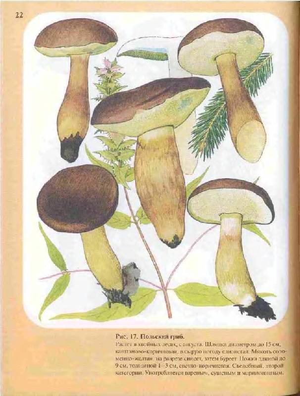 Иллюстрация 25 из 33 для Большой определитель грибов - Александр Юдин | Лабиринт - книги. Источник: Юта