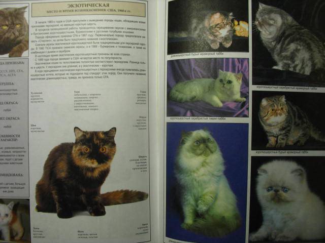 Иллюстрация 23 из 39 для Все о породах кошек - Джульетта Мей | Лабиринт - книги. Источник: kolobus