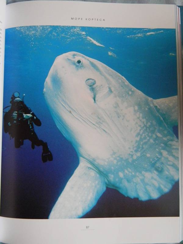Иллюстрация 12 из 21 для Океаны. Тайны подводного мира - Роуз, Лейкинг | Лабиринт - книги. Источник: Dancing Angel