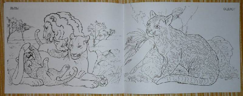 Иллюстрация 7 из 13 для Дикие кошки | Лабиринт - книги. Источник: Лора76756465