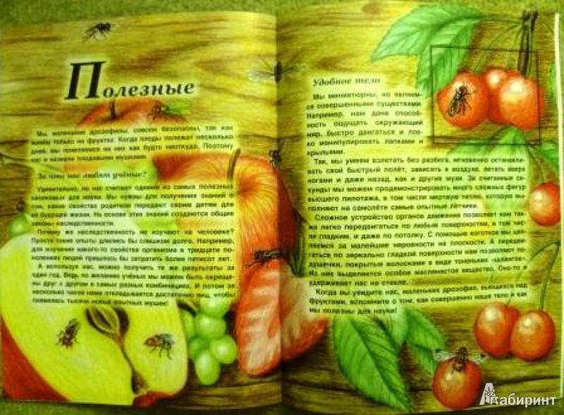 Иллюстрация 8 из 13 для Насекомые - Татьяна Жданова | Лабиринт - книги. Источник: alex-sandr