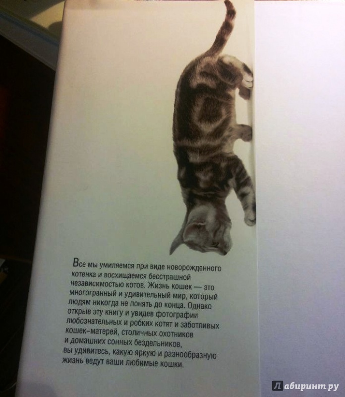 Иллюстрация 7 из 30 для Жизнь кошек - Джейн Бартон | Лабиринт - книги. Источник: Космос