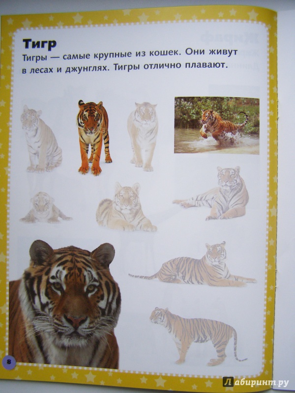 Иллюстрация 24 из 44 для Дикие животные. Наклеивай и учись | Лабиринт - книги. Источник: Elena Yudina
