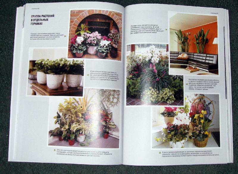 Иллюстрация 2 из 40 для Все о комнатных растениях. Книга вторая - Дэвид Хессайон | Лабиринт - книги. Источник: Катерина