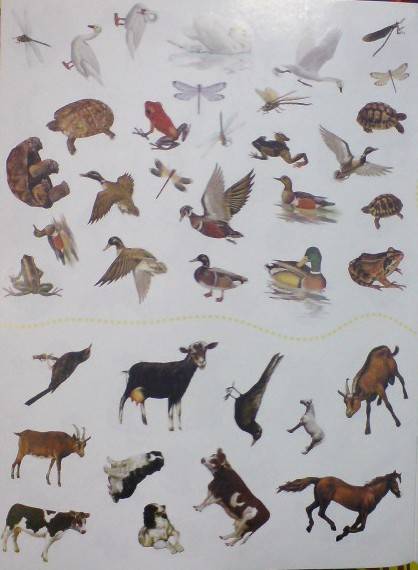 Иллюстрация 5 из 19 для Животные в деревне | Лабиринт - книги. Источник: Настёна