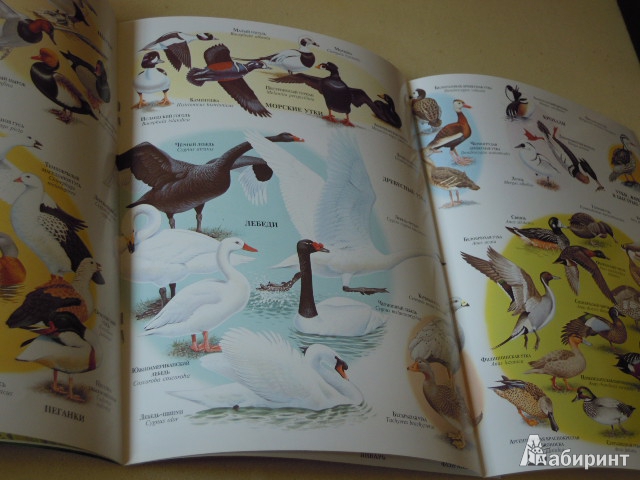 Иллюстрация 8 из 8 для Утки, гуси, лебеди - Джон Веско | Лабиринт - книги. Источник: Iwolga