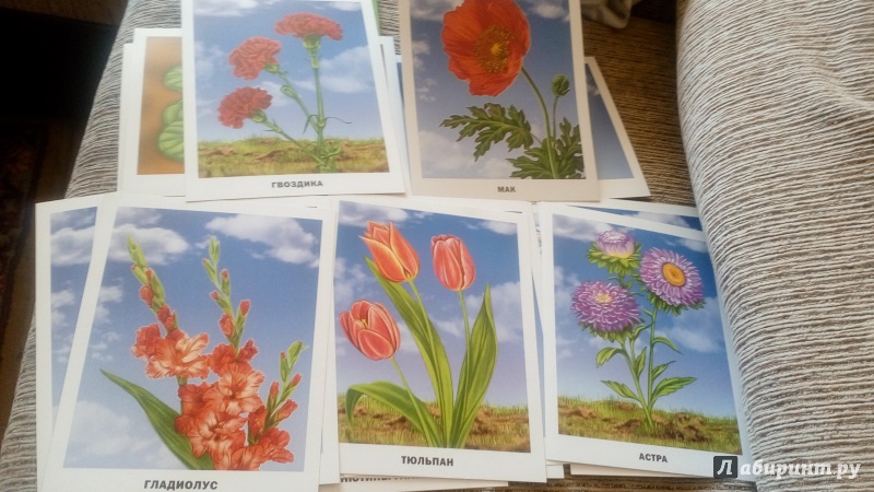 Иллюстрация 25 из 25 для Цветы. Обучающие карточки | Лабиринт - игрушки. Источник: Delfina