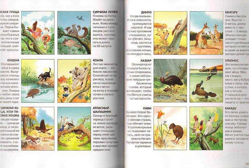 Иллюстрация 19 из 36 для Веселые истории о животных - Пьеранджела Фьорани | Лабиринт - книги. Источник: sobaka