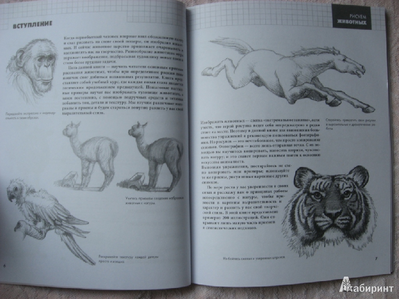 Иллюстрация 6 из 30 для Рисуем животных - Питер Грей | Лабиринт - книги. Источник: Юта