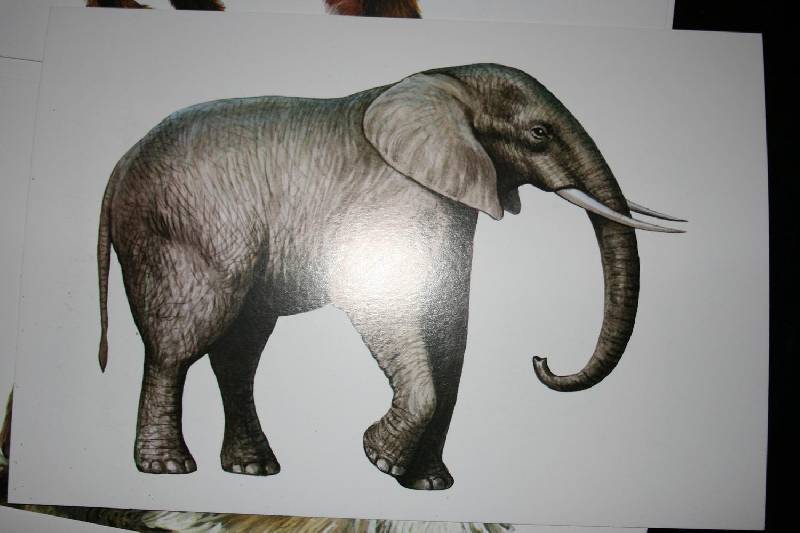 Иллюстрация 6 из 31 для Животные. Комплект тематических карточек по английскому языку | Лабиринт - книги. Источник: Счастливая мама