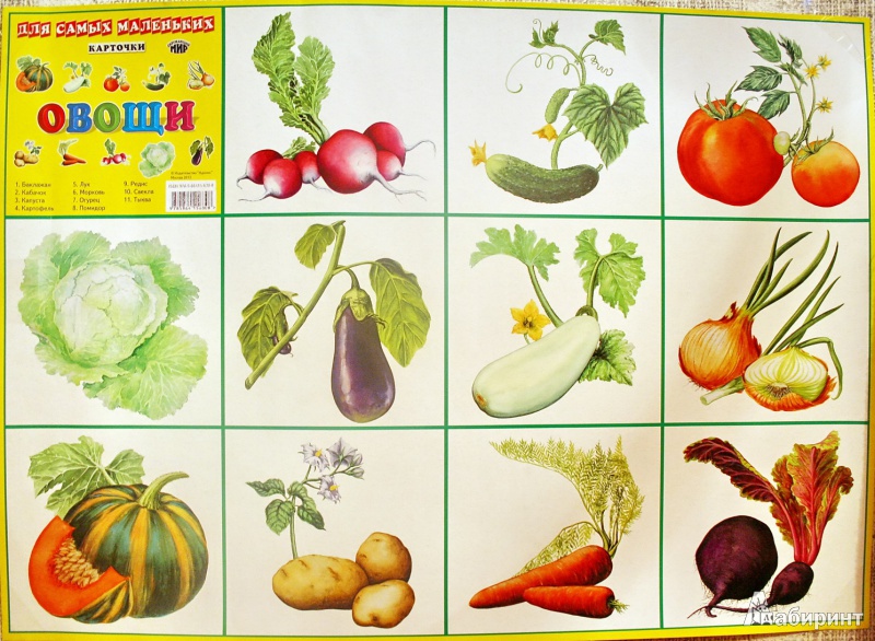 Иллюстрация 2 из 3 для Плакат "Овощи" (546) (50х70см) | Лабиринт - книги. Источник: Алсушкин