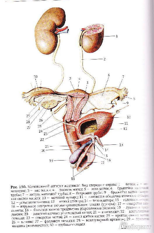 Иллюстрация 7 из 9 для Анатомия человека. Учебник для педагогических вузов - Брыксина, Сапин, Чава | Лабиринт - книги. Источник: Юляша