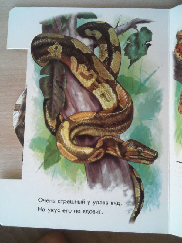 Иллюстрация 5 из 19 для В джунглях - Олеся Квитка | Лабиринт - книги. Источник: Irbis