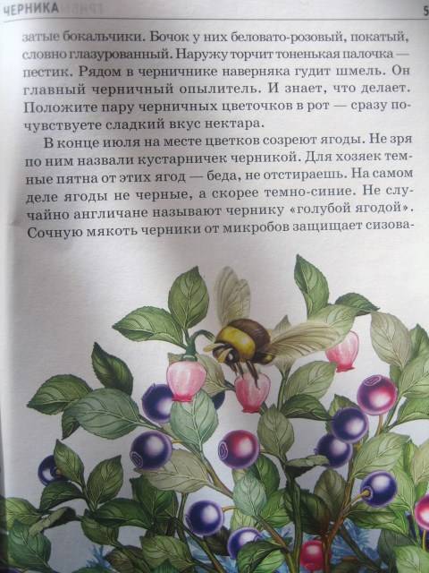 Иллюстрация 16 из 30 для Грибы и ягоды - Сергей Афонькин | Лабиринт - книги. Источник: Алена