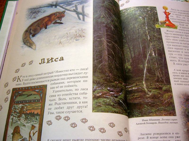 Иллюстрация 30 из 94 для Прогулки по лесу - Сергей Махотин | Лабиринт - книги. Источник: Nika