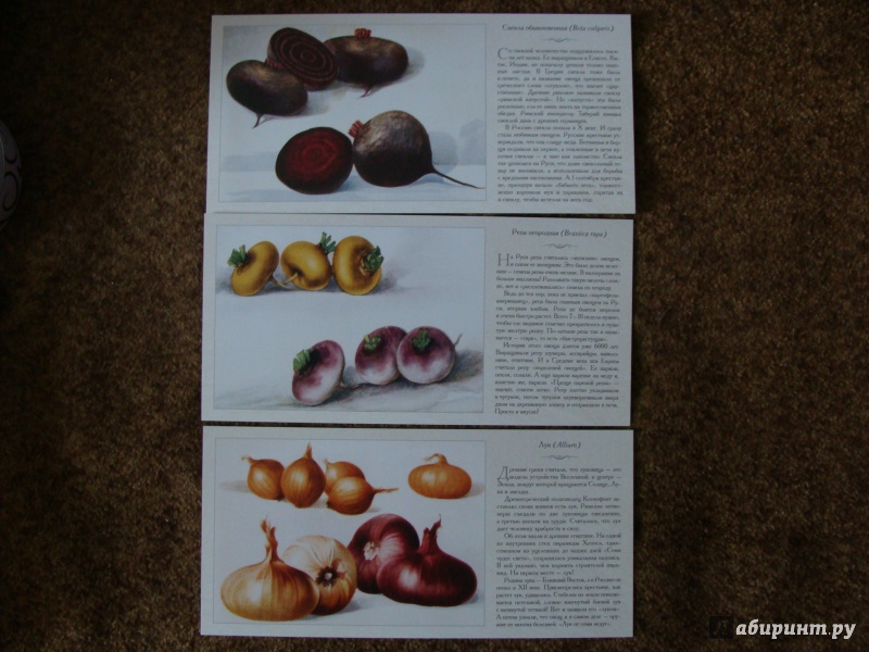 Иллюстрация 15 из 21 для Овощи | Лабиринт - книги. Источник: Elizabeth Batori