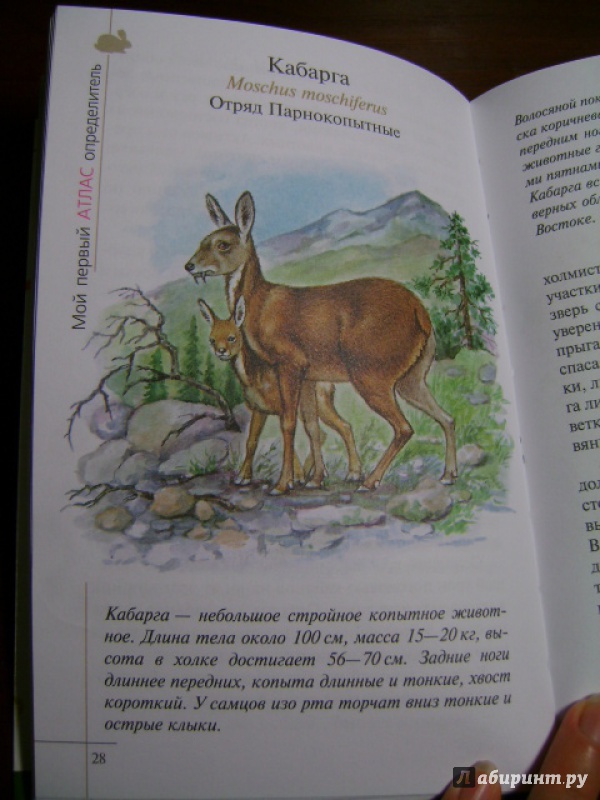 Иллюстрация 7 из 28 для Атлас. Животные леса (3582) - Бровкина, Сивоглазов | Лабиринт - книги. Источник: anchutka