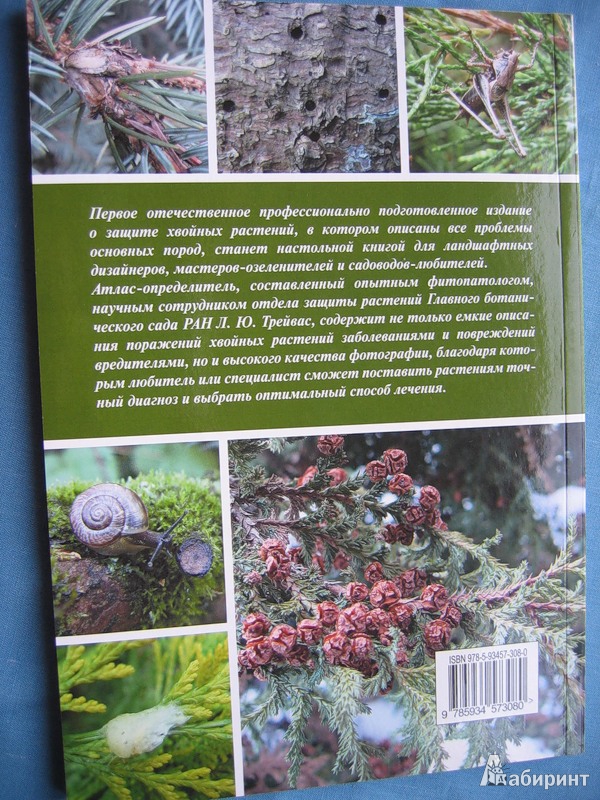 Иллюстрация 4 из 30 для Болезни и вредители хвойных растений - Любовь Трейвас | Лабиринт - книги. Источник: Костина  Светлана Олеговна