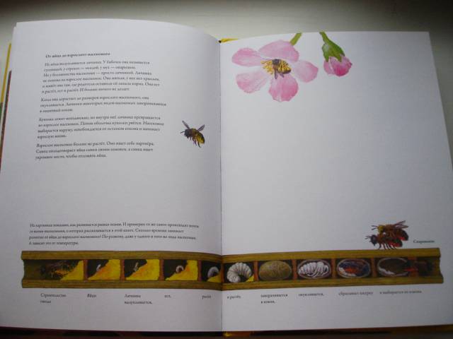 Иллюстрация 32 из 32 для Гнезда, норы и горшки. Как насекомые заботятся о потомстве - Анне Меллер | Лабиринт - книги. Источник: Осьминожка