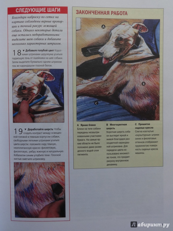 Иллюстрация 12 из 49 для Как научиться рисовать животных. Шаг за шагом | Лабиринт - книги. Источник: Саломасов  Даниил