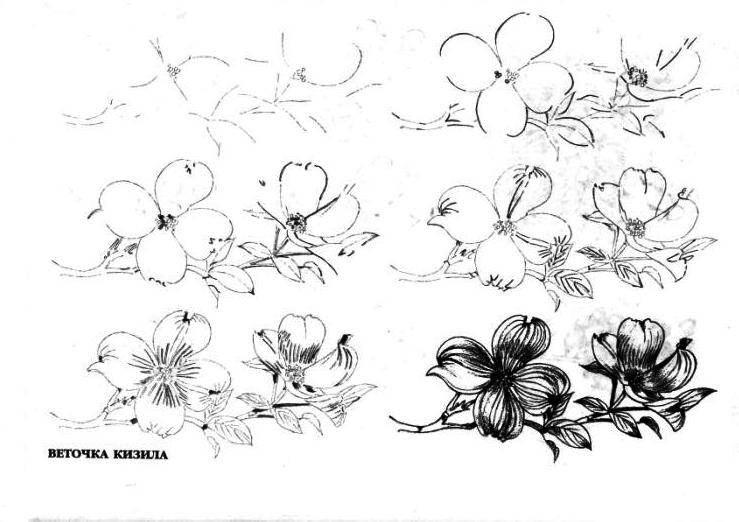 Иллюстрация 25 из 29 для Рисуем 50 цветов и деревьев - Эймис, Эймис | Лабиринт - книги. Источник: фиалка
