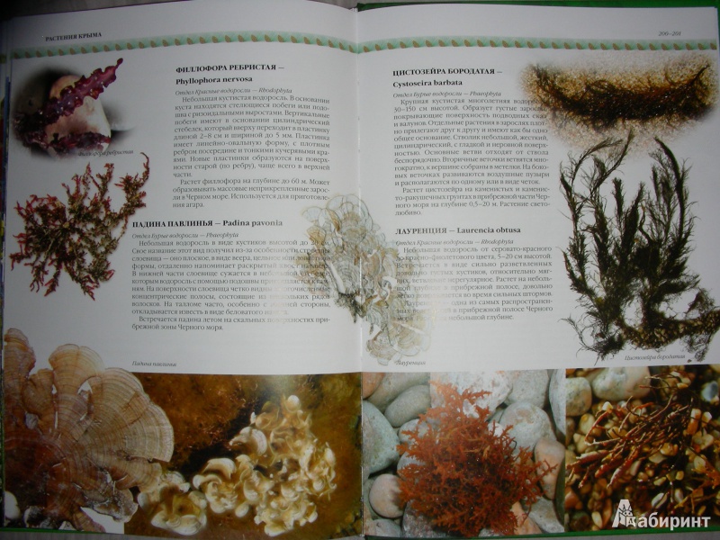Иллюстрация 16 из 20 для Растения Украины - Юрий Гамуля | Лабиринт - книги. Источник: Анонимный Книгоголик