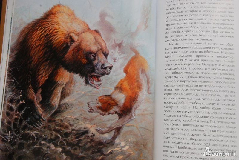 Иллюстрация 13 из 43 для Охота на медведя - Олег Малов | Лабиринт - книги. Источник: bailadora