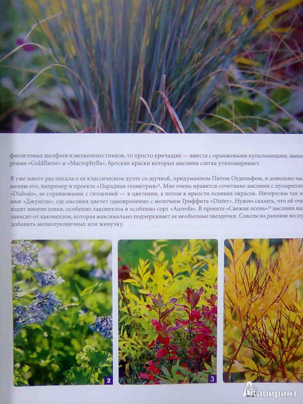 Иллюстрация 5 из 10 для 100 растений для вашего сада - Татьяна Койсман | Лабиринт - книги. Источник: Салус
