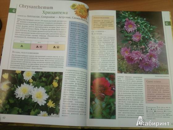 Иллюстрация 13 из 17 для Библия садовых растений - Березкина, Григорьева | Лабиринт - книги. Источник: lettrice