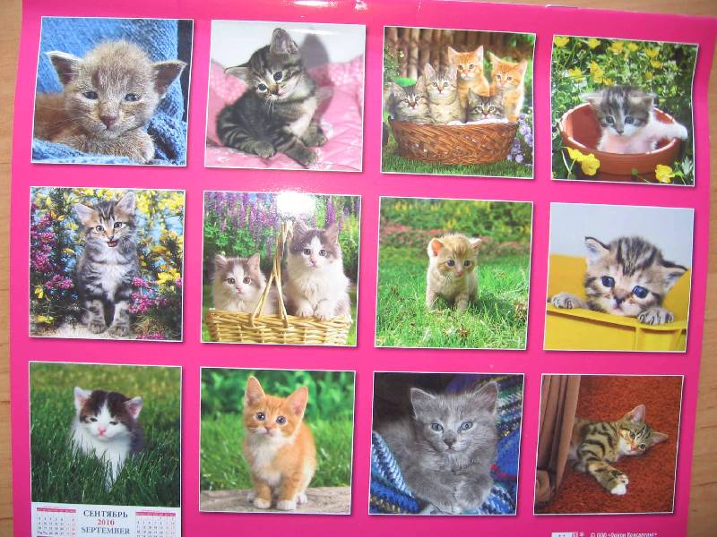 Иллюстрация 6 из 6 для Календарь. 2010 год. Котята (70905) | Лабиринт - сувениры. Источник: Red cat ;)