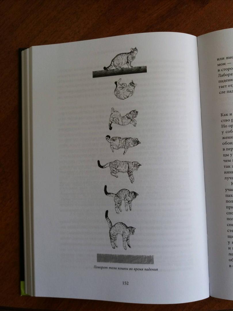 Иллюстрация 10 из 21 для Тайная жизнь кошки. Как понять истинную природу питомца и стать для него лучшим другом - Джон Брэдшоу | Лабиринт - книги. Источник: Лабиринт