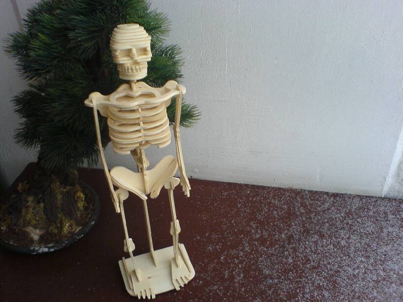 Иллюстрация 2 из 15 для Сборная деревянная модель Скелет человека | Лабиринт - игрушки. Источник: АИГ